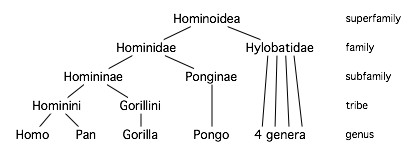 Taxonomie van de mens